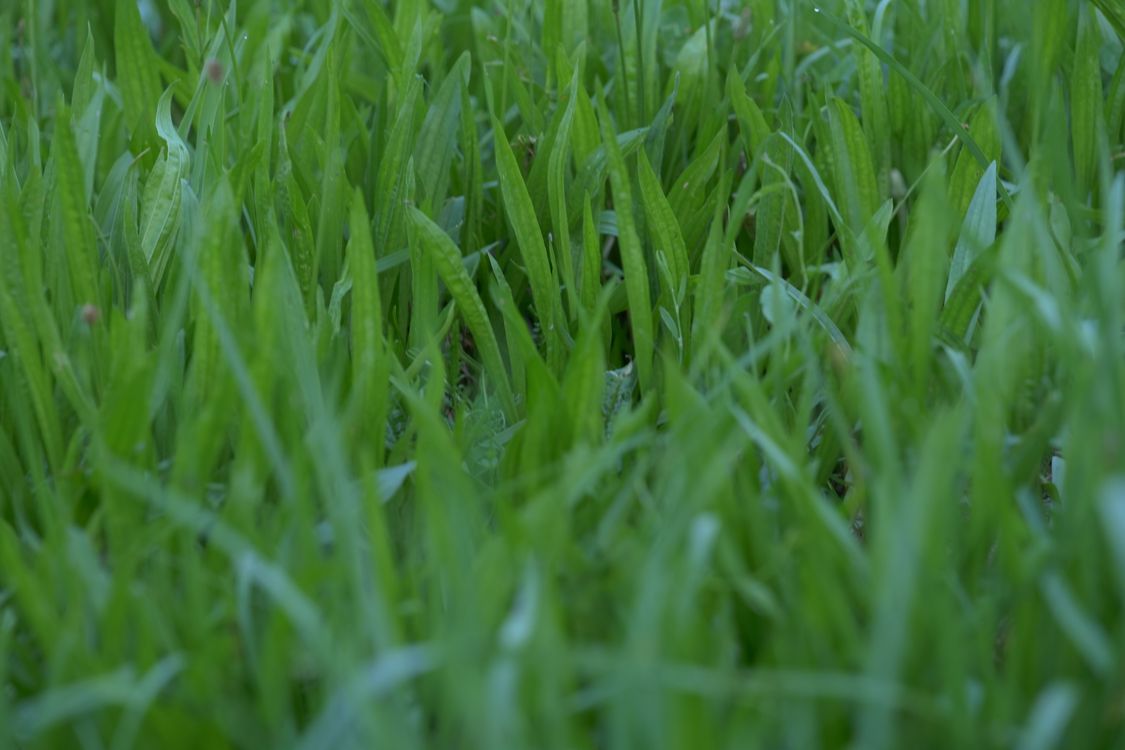 robot koszący dreame a1 pro 800